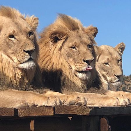 Weltevreden Game Lodge Bloemfontein Buitenkant foto