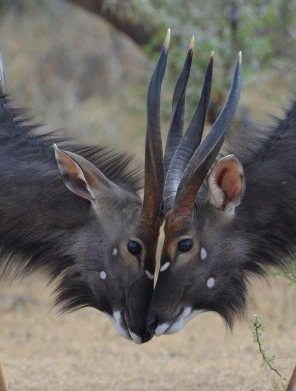 Weltevreden Game Lodge Bloemfontein Buitenkant foto