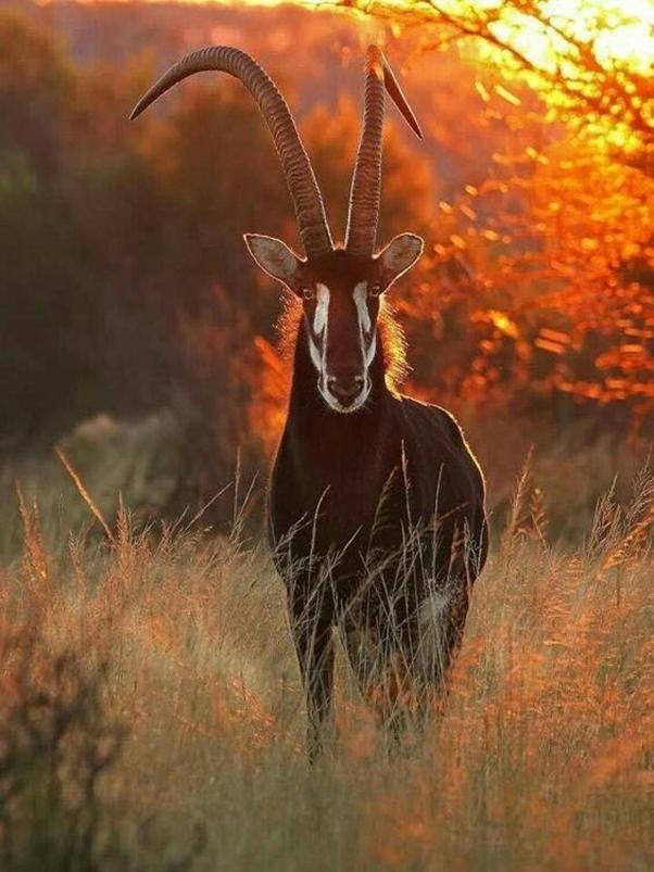 Weltevreden Game Lodge Bloemfontein Buitenkant foto