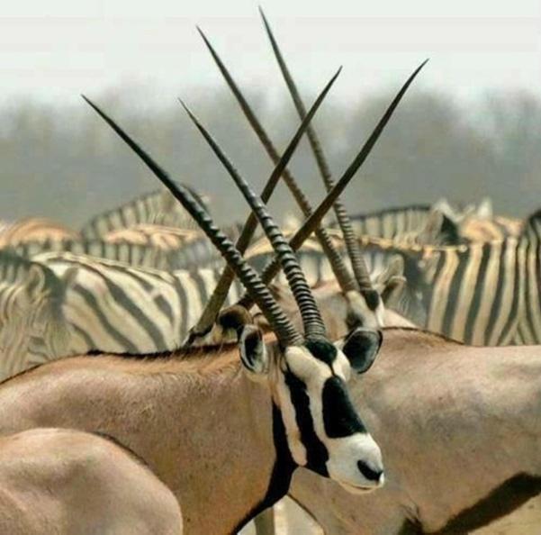 Weltevreden Game Lodge Bloemfontein Buitenkant foto